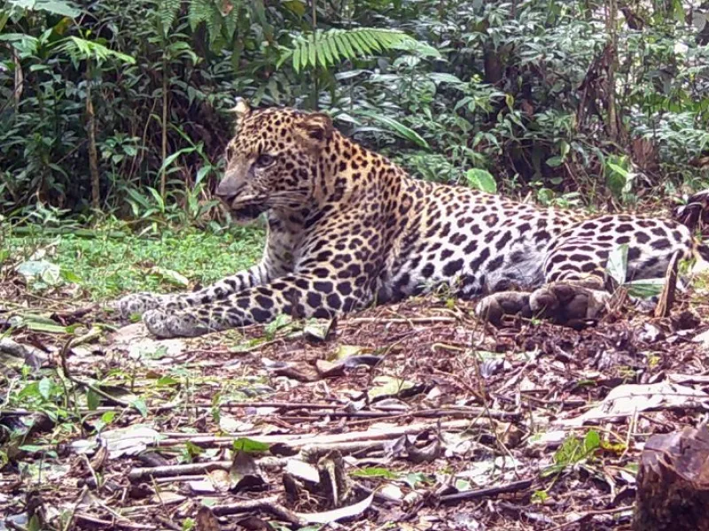 Seri Macan Tutul Jawa: Agung Ganthar Kusumanto, Macan Tutul itu Keren!