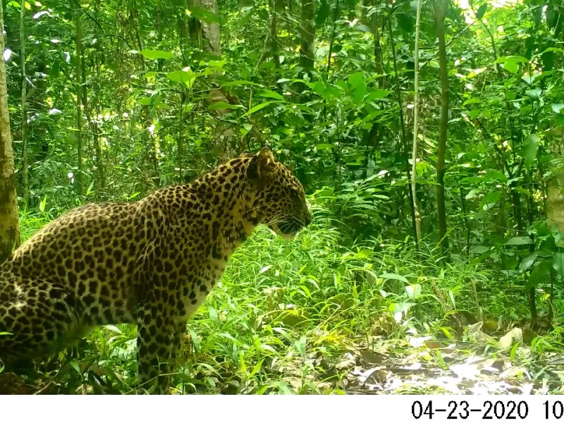 Seri Macan Tutul Jawa: Gunung Favorit Para Pendaki di Habitat Macan Tutul Jawa
