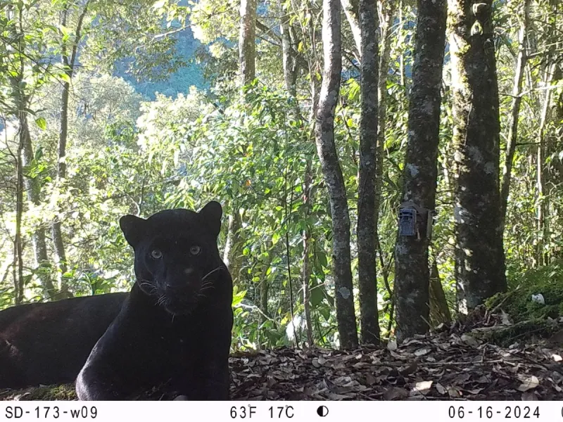 Seri Macan Tutul Jawa: Upaya Yayasan SINTAS Selamatkan Predator Puncak Tersisa di Jawa