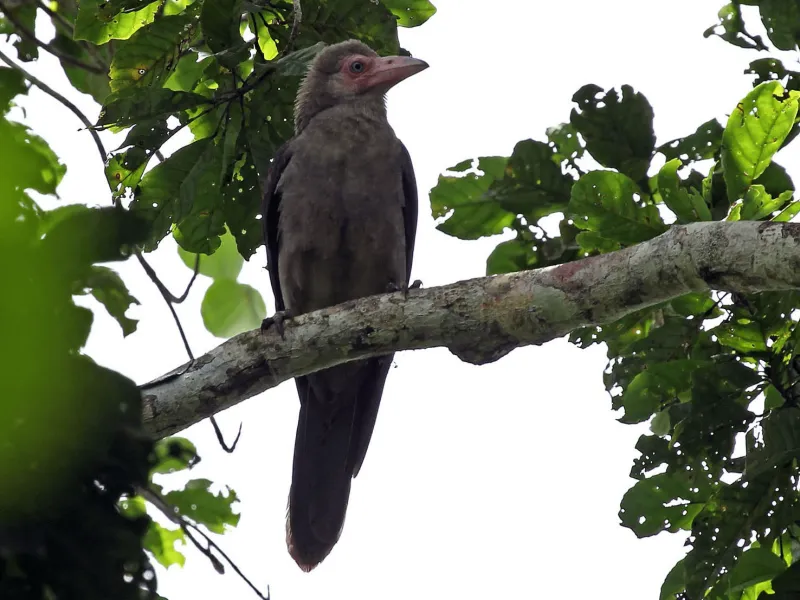 Sering Dikaitkan dengan Kematian, Kenali 8 Jenis Burung Gagak Dilindungi