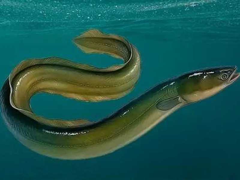 Sering Dikira Mirip Belut, Populasi Ikan Sidat Terus Menurun