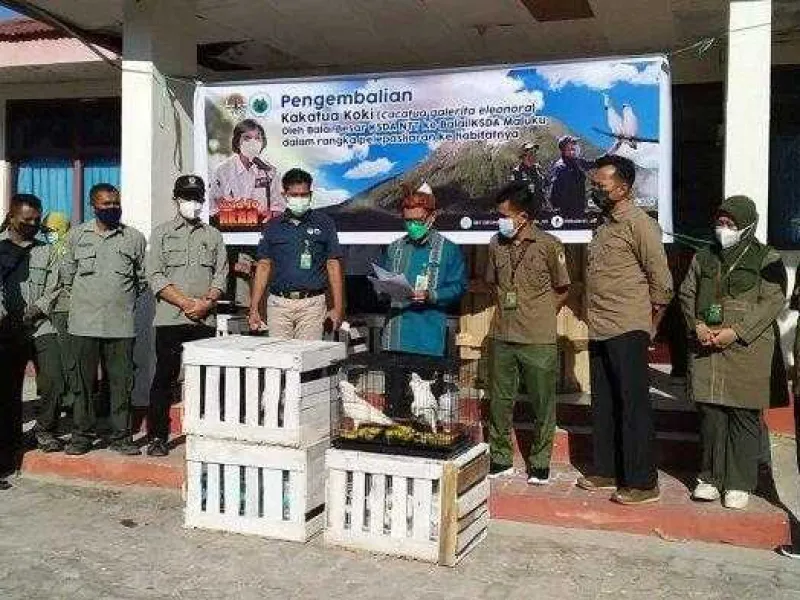 Setahun Jalani Rehabilitasi di NTT, 23 Kakatua Koki Dikembalikan ke Maluku