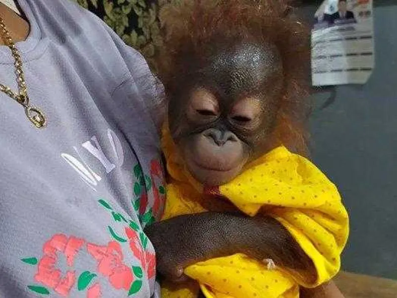 Setelah Dipelihara 3 Minggu, Warga Serahkan Anak Orangutan ke BKSDA Kalbar