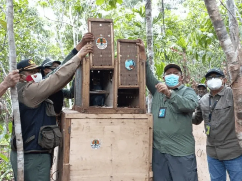 Setelah Perjalanan Panjang, 12 Satwa Endemik Papua Dilepasliarkan
