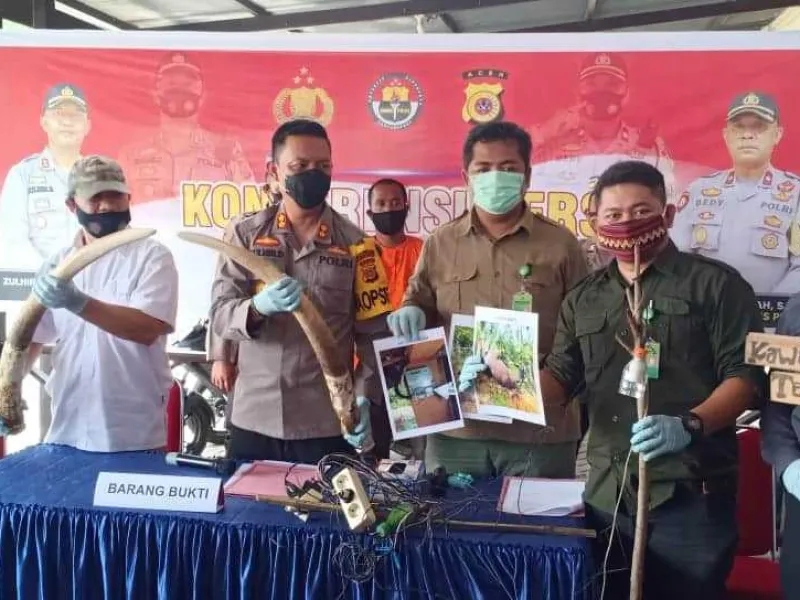 Setrum Gajah Hingga Mati, Seorang Petani Asal Aceh Ditangkap Polisi