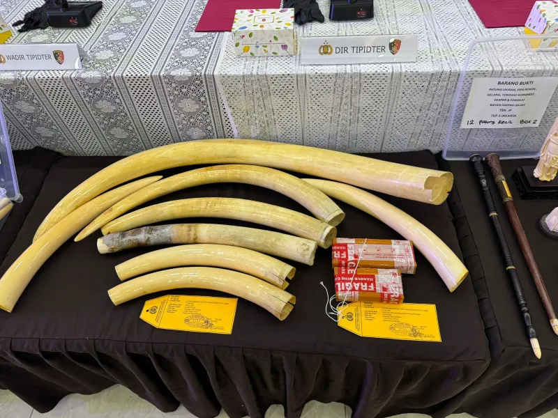 Sindikat Penjual Gading Gajah Dibekuk Polisi, Ratusan Pipa Rokok Disita