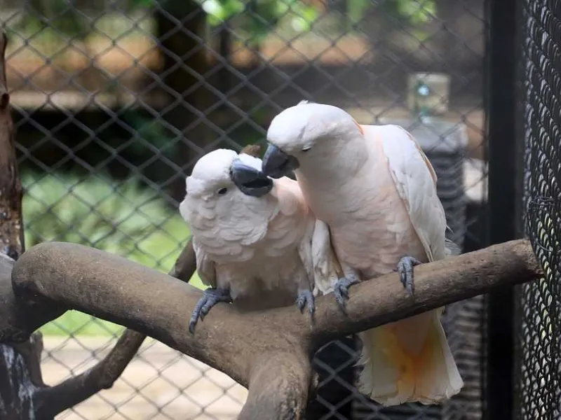 Sisi Lain dari Kisah Burung Kakatua