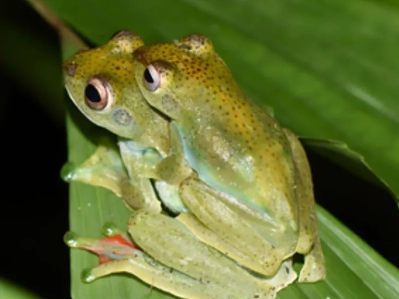 Spesies Baru Katak-pohon Sematkan Nama Herpetolog Indonesia