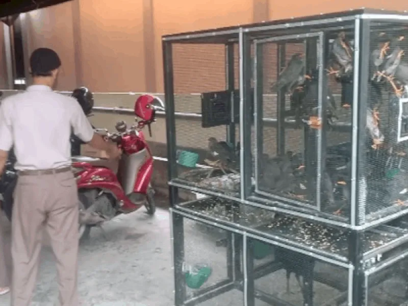 Stasiun Karantina Pertanian Kelas 1 Parepare Sita 141 Burung Ilegal dari Kalimantan