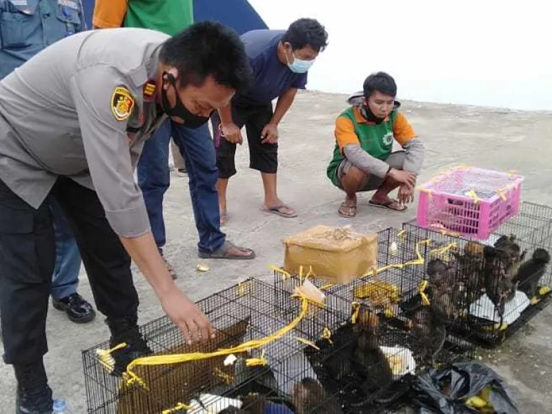 Stasiun Karantina Pertanian Parepare Gagalkan 4 Penyelundupan Sepanjang Januari