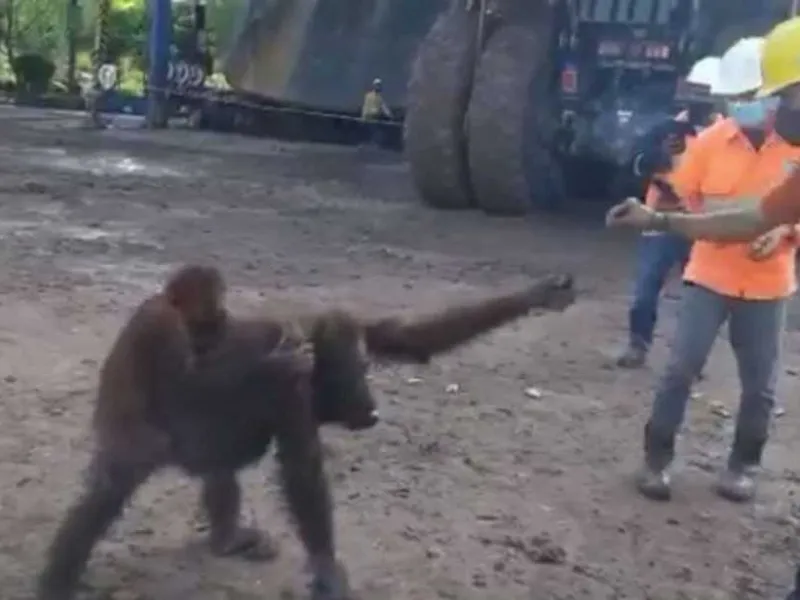 Susutan Hutan Dinilai Penyebab Orangutan Masuk Area Pertambangan