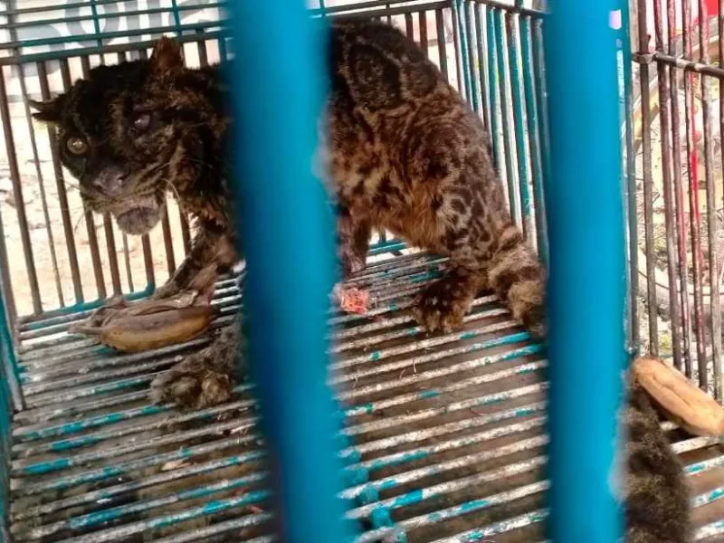 Tahu Macan Dahan Dilindungi, Warga Serahkan Satwa ke BKSDA Sumbar