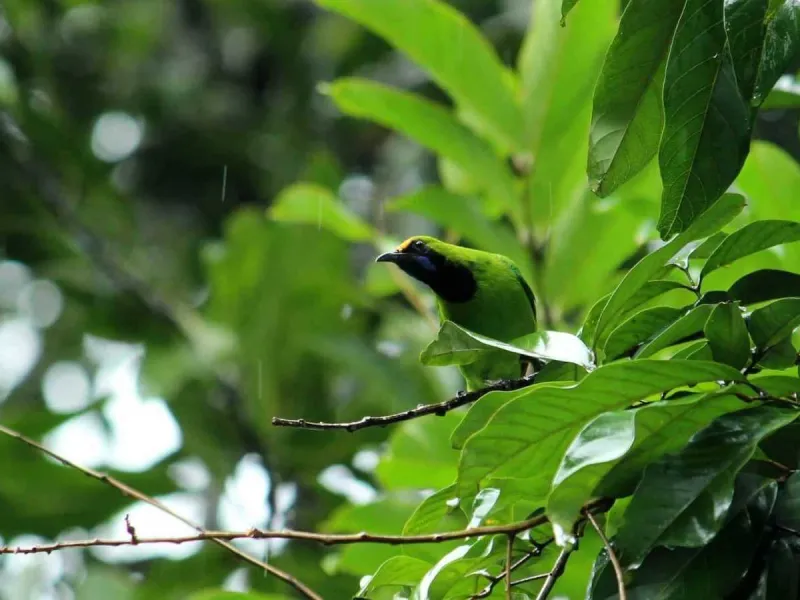 Tak Berizin, Pemelihara Burung Cucak Hijau Terancam Dipidana