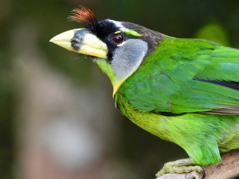 Takur Api, Burung Dilindungi Bersuara Mirip Tonggeret