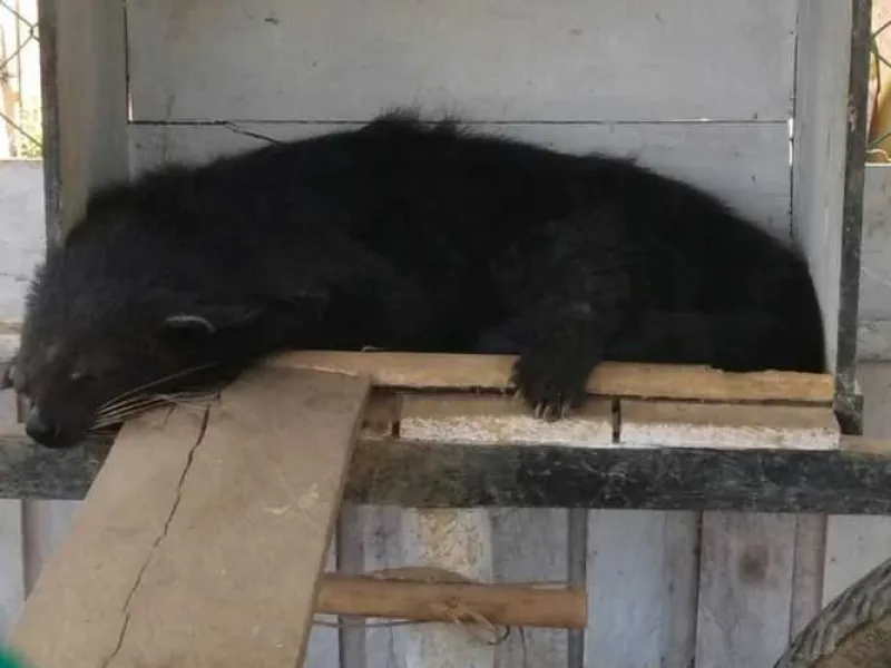 Taman Satwa Ilegal Digrebek Petugas Karena Mempertontonkan Satwa Dilindungi