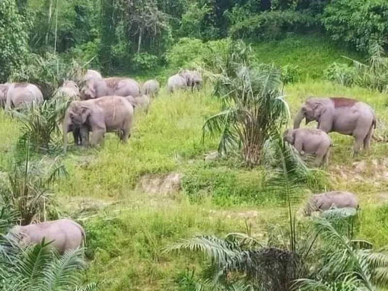 Tanah Haram untuk Kawanan Gajah di Kebun Ban Michelin