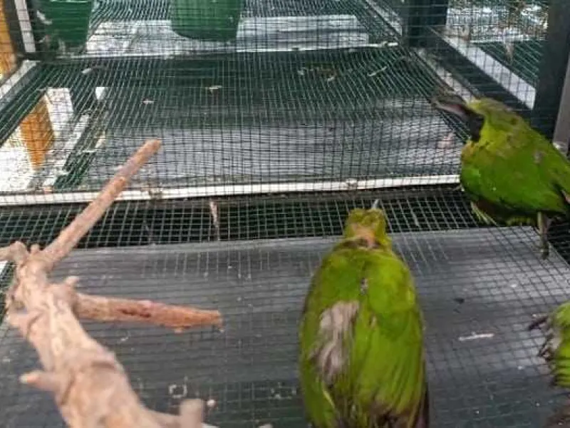 Tangkap Penyelundup Burung Jalak Kerbau, Petugas Temukan Satwa Dilindungi
