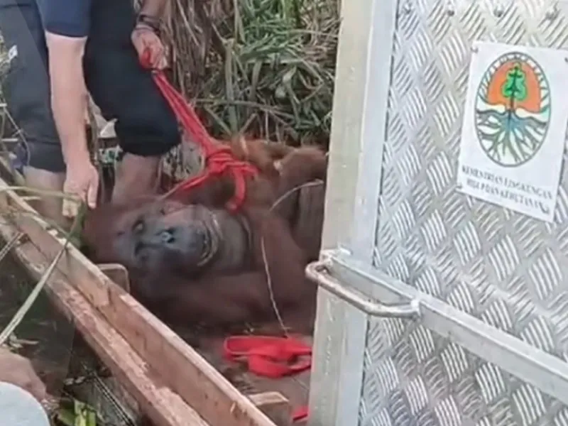 Telaga Paring, Orangutan yang Terjebak Banjir Besar di Kalteng Berhasil Dilepasliarkan 