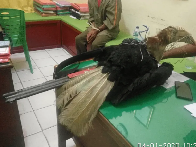 Tembak dan Awetkan Burung Enggang Jambul, Seorang Petani Ditangkap Polisi