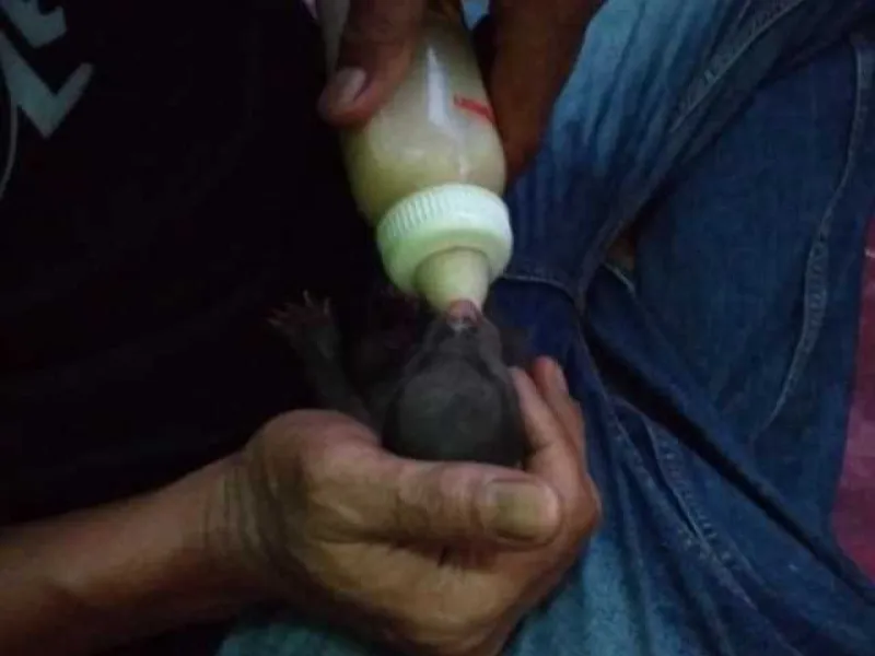 Temukan 2 Anak Beruang Madu, Warga Langsung Lapor BKSDA