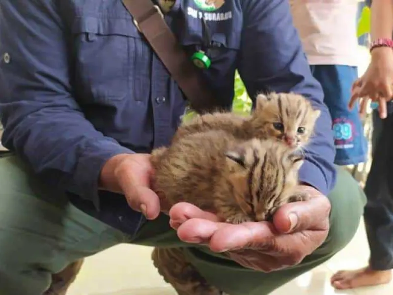 Temukan 2 Kucing Kuwuk, Warga Lamongan Lapor ke BBKSDA Jatim