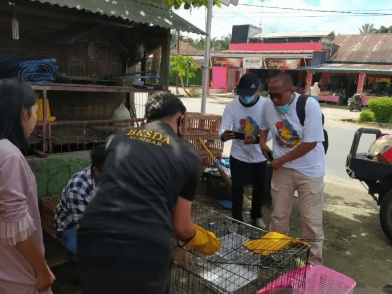 Temukan 2 Kukang di Tiang Listrik, Warga Langsung Serahkan ke BKSDA