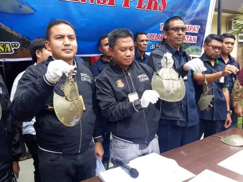 Temukan 416 ekor Belangkas Hidup Tak Bertuan, Polda Sumut Lakukan Penyelidikan