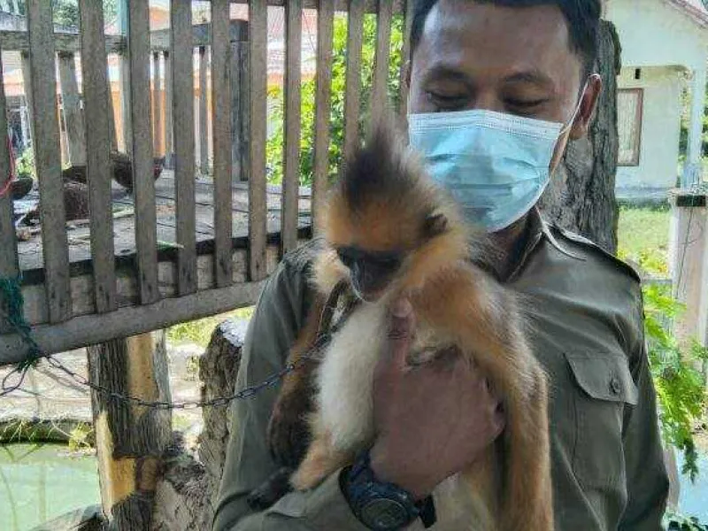 Temukan Hewan Dilindungi, Warga di Lubukbasung Langsung Hubungi BKSDA