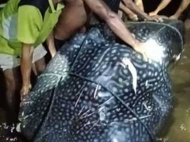 Temukan Hiu Totol Terdampar, Warga Langsung Mencincangnya