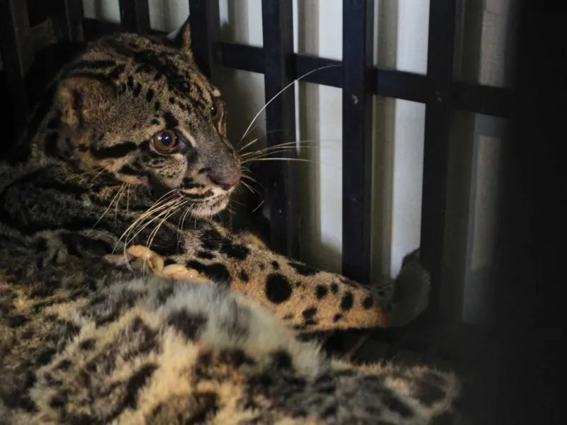 Temukan Jejak Macan Dahan di Kebun, Resor KSDA Agam Pasang Kamera Trap