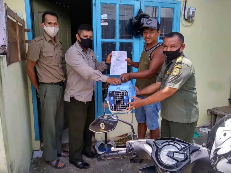 Temukan Kucing Kuwuk di Pekarangan, Warga Lapor BKSDA Sumbar