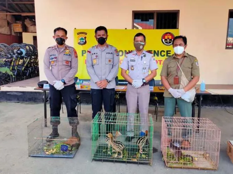 Temukan Satwa Dilindungi di Dermaga Sorong, Polisi Selidiki Pemiliknya