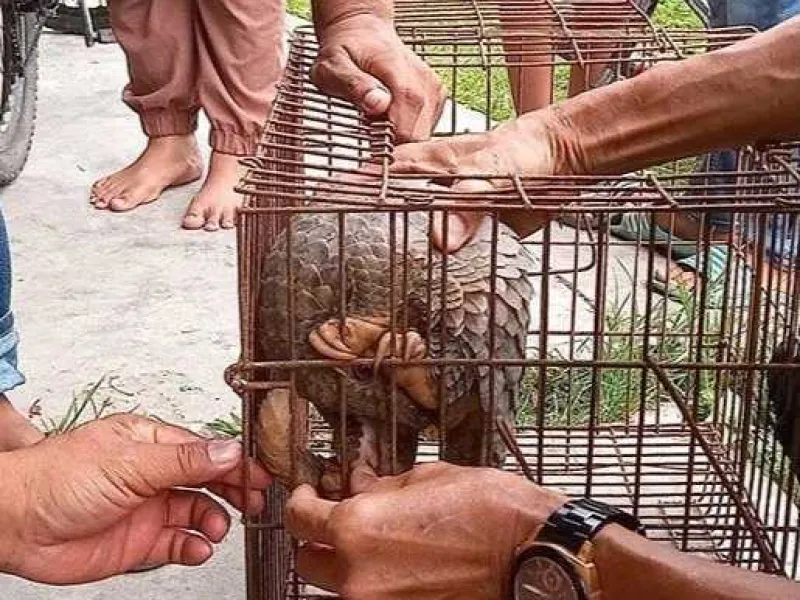 Temukan Trenggiling di Depan Rumah, Warga Lapor BKSDA