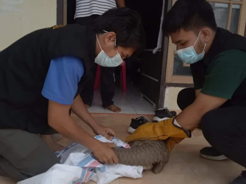 Temukan Trenggiling di Jalan, Warga Langsung Menyerahkannya ke BKSDA Sumbar