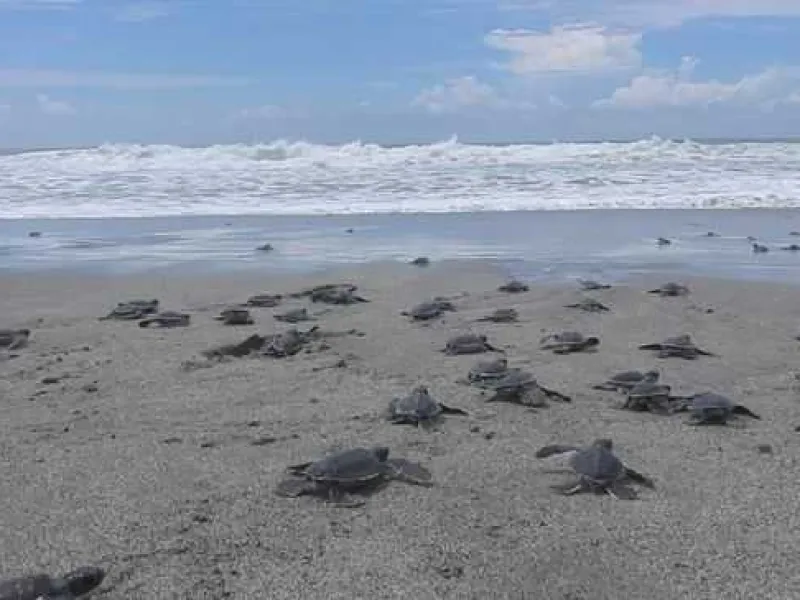 Terancam Punah, 1000 Tukik Penyu Hijau Dilepaskan ke Laut