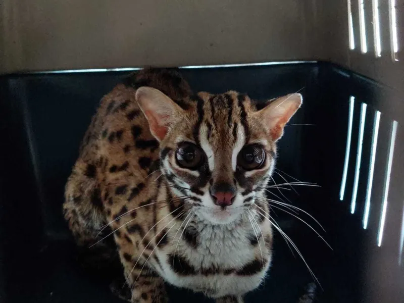 Terjebak di Hotel, Seekor Kucing Hutan Dievakuasi BBKSDA Riau