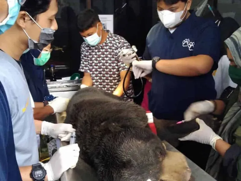 Terkena Jerat, Seekor Beruang Madu Terluka Parah