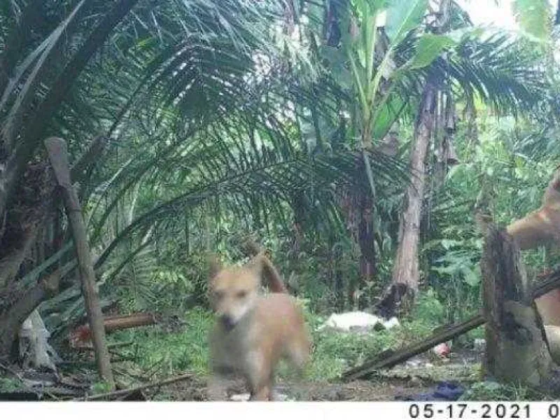 Ternak Warga Hilang Tanpa Jejak, BKSDA Aceh Pasang Kamera Trap