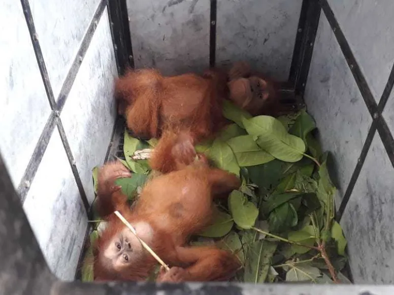 Tersangka Perdagangan Orangutan Ditetapkan, Terancam Hukuman 5 Tahun Penjara