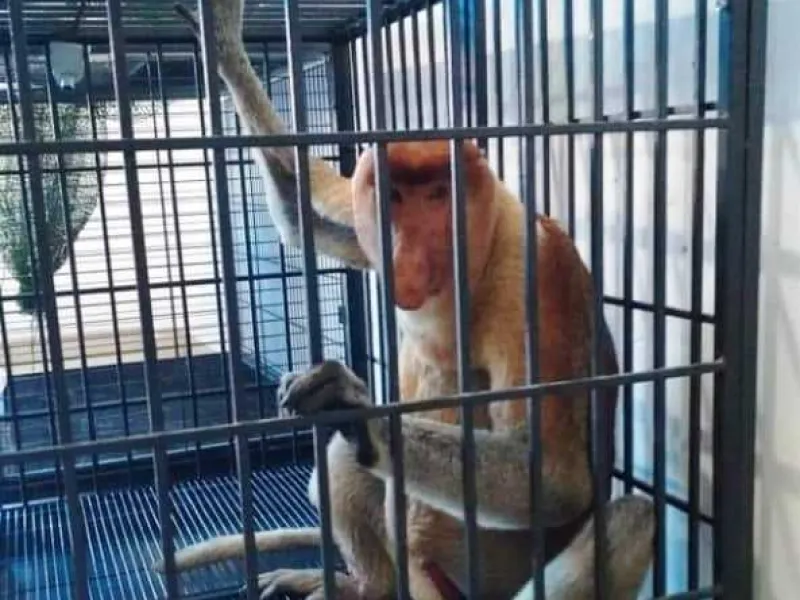 Tertabrak Kendaraan, Bekantan di Kaltim Alami Patah Tulang