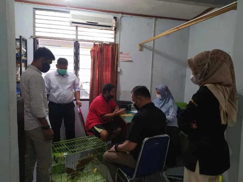 Tertangkap Berjualan Kukang, Warga Sumbar Terancam 5 Tahun Penjara