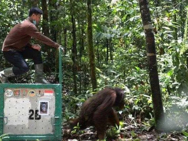 Tidak Siap Dikembalikan ke Alam Liar, 3 Orang utan Direlokasi ke Pulau Salat