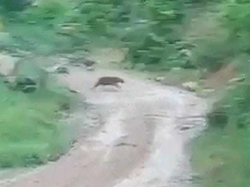 Tiga Harimau Sumatera Terekam Kamera, BKSDA Pasang Box Trap