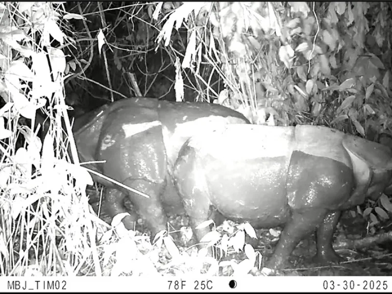Tiga Individu Baru Badak Jawa Terdeteksi di Ujung Kulon