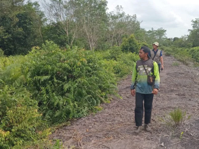 Featured image for Tiga Orangutan Kelaparan Mencari Makan di Kebun Sawit, BKSDA Lakukan Pemantauan