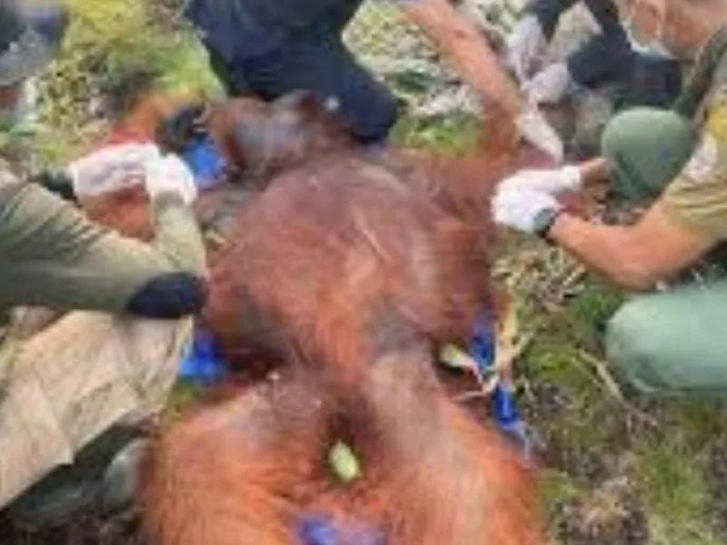 Tiga Orangutan yang Dievakuasi BKSDA Kalteng sudah Dilepasliarkan