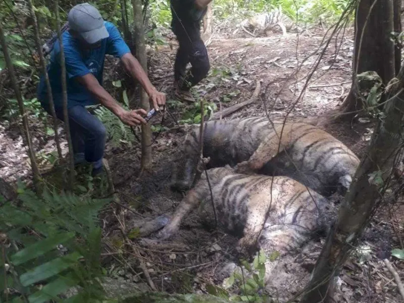 Tubuh 3 Harimau Sumatera yang Mati Dipenuhi Jerat