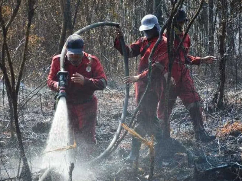 Ular Phyton Mati Terpanggang Karena Kebakaran Hutan di Riau