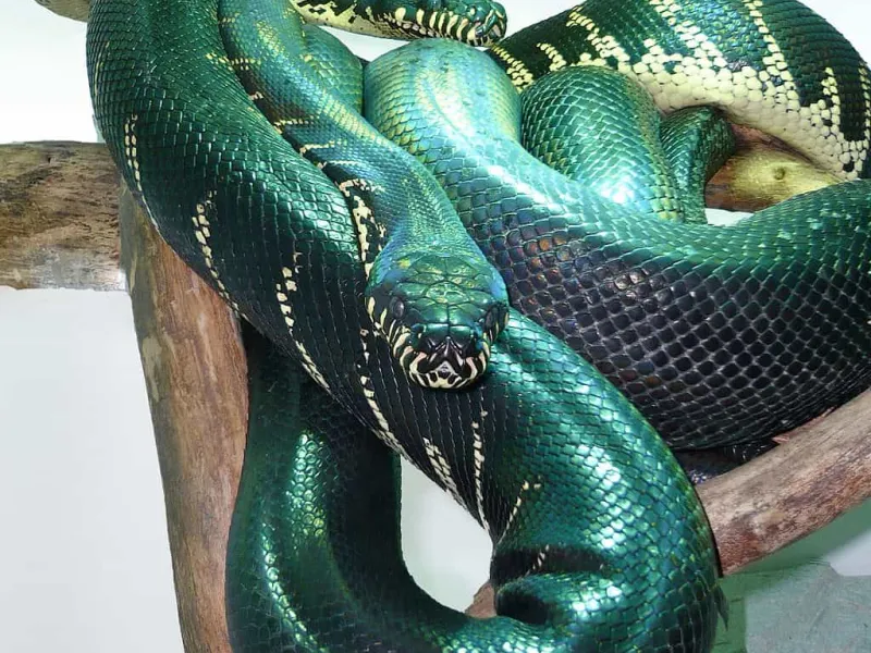 Ular, Reptil yang Sering Menjadi Korban Bushmeat