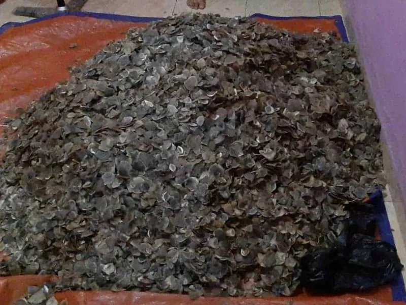 Ungkap Sindikat Perdagangan Satwa Dilindungi, Polisi Temukan 133 Kg Sisik Trenggiling